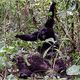 Image for article titled The deadly inheritance of chimps and humans